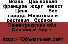  Вязка ! Два кобеля француза ,ждут  невест.. › Цена ­ 11 000 - Все города Животные и растения » Собаки   . Ленинградская обл.,Сосновый Бор г.
